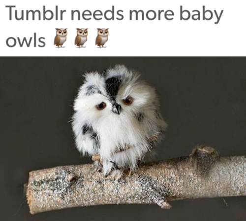 thewinterotter:This is ridiculous, if you’re gonna tell me tumblr needs more pictures of baby owls