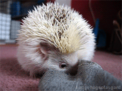 hedgehogsofasgard:  Týr vs sock 