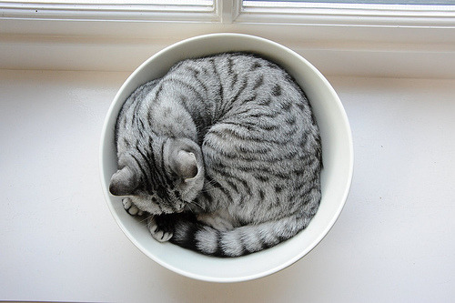 thebabyanimals:  Look at this beautiful blog full of baby animals!