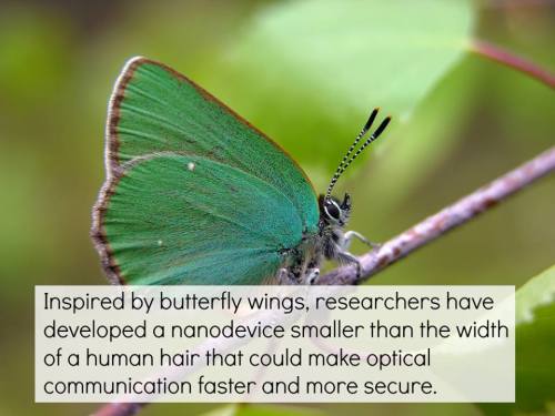 scienceyoucanlove:  The researchers have created a tiny photonic crystal that can split both left and right circularly polarised light. The design was inspired by the Green Hairstreak butterfly’s wings, which contain an immense array of nano-scale coiled