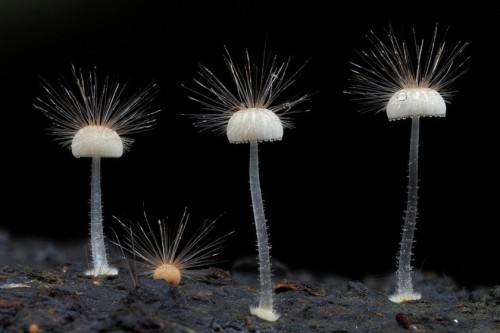 ad-hd-ab:Insane fungi photos by Steve Axford. Rekindling my obsessive love of mushrooms, and reminding me about that mushroom painting I wanted to start for a while. 