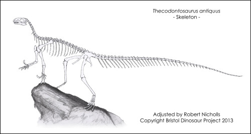 paleocreations:Reconstructing Thecodontosaurus antiquus by Bob Nicholls (www.paleocreations.com)Skel
