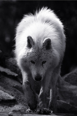 brutalgeneration:  By Matthieu Flash Rudaz