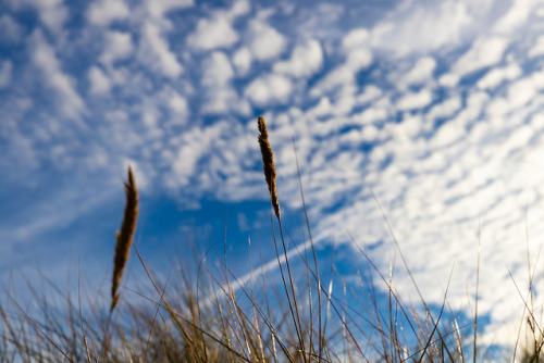 The clouds and the grass.Baltic Sea, October 2018.