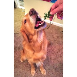 weedporndaily:  Zephyr loves the benefits