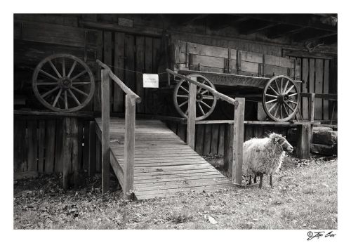 Silence of the sheep inner thoughts edition. “That’s a little creepy.” (Part two) . . a sheep waits 