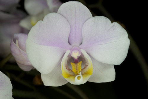 conspectusargosy:A fairly conventional Phalaenopsis orchid in UVIVF and traditional light.Almost eve