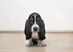 handsomedogs:  Jarmusch, the basset hound by coco toledo tumblr: jemappellep