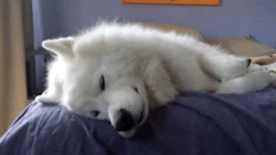 skookumthesamoyed:  Skookum gets cozy :)