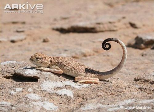 mychestpainwantsacigarette:Toad Headed Agama. What a fascinating little creature.