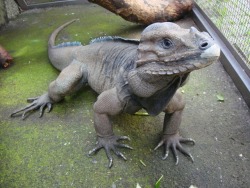 sixpenceee:Rhinoceros iguanas resemble modern day dinosaurs with their fabulous snout horns