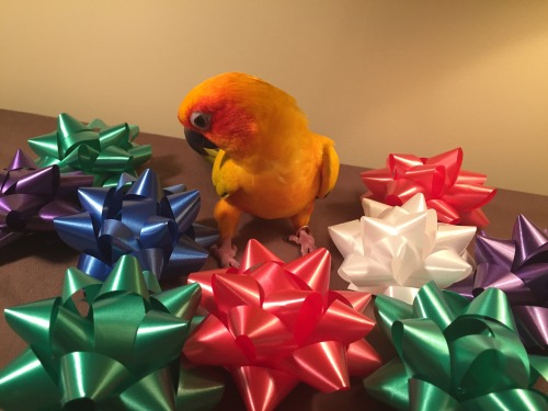 pepperandpals:Here’s a photoset of Mango being confused by bows