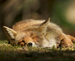 beautiful-wildlife:  Sweet Dreams by Laurens