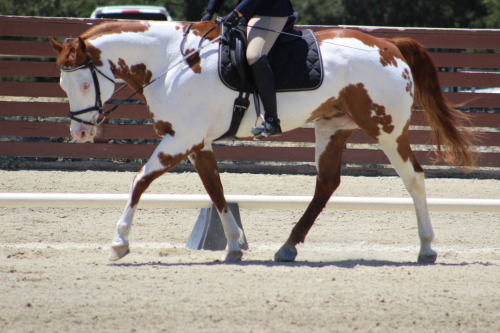 small-but-sassy-dressage: Streeeeetchhhh {PC @abj-photography}