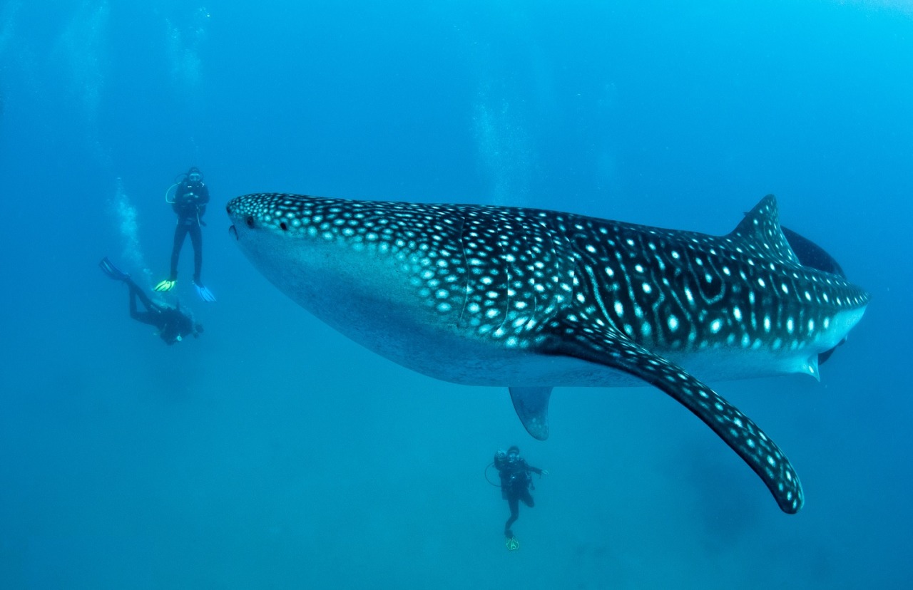 orcinus-ocean:  Want to jump in?Humans swimming with various animals. 