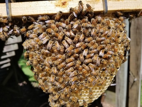 foxthebeekeeper: Dirt Cheap Beekeeping episode 1: What I’m gonna tell you. First of all, beeke