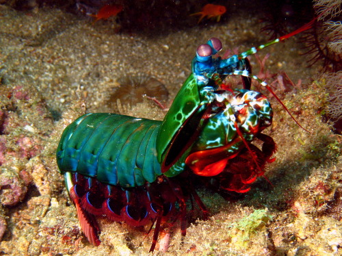 Peacock mantis shrimp. (Odontodactylus scyllarus)  Oh my gosh. Where do I even begin with such a fan