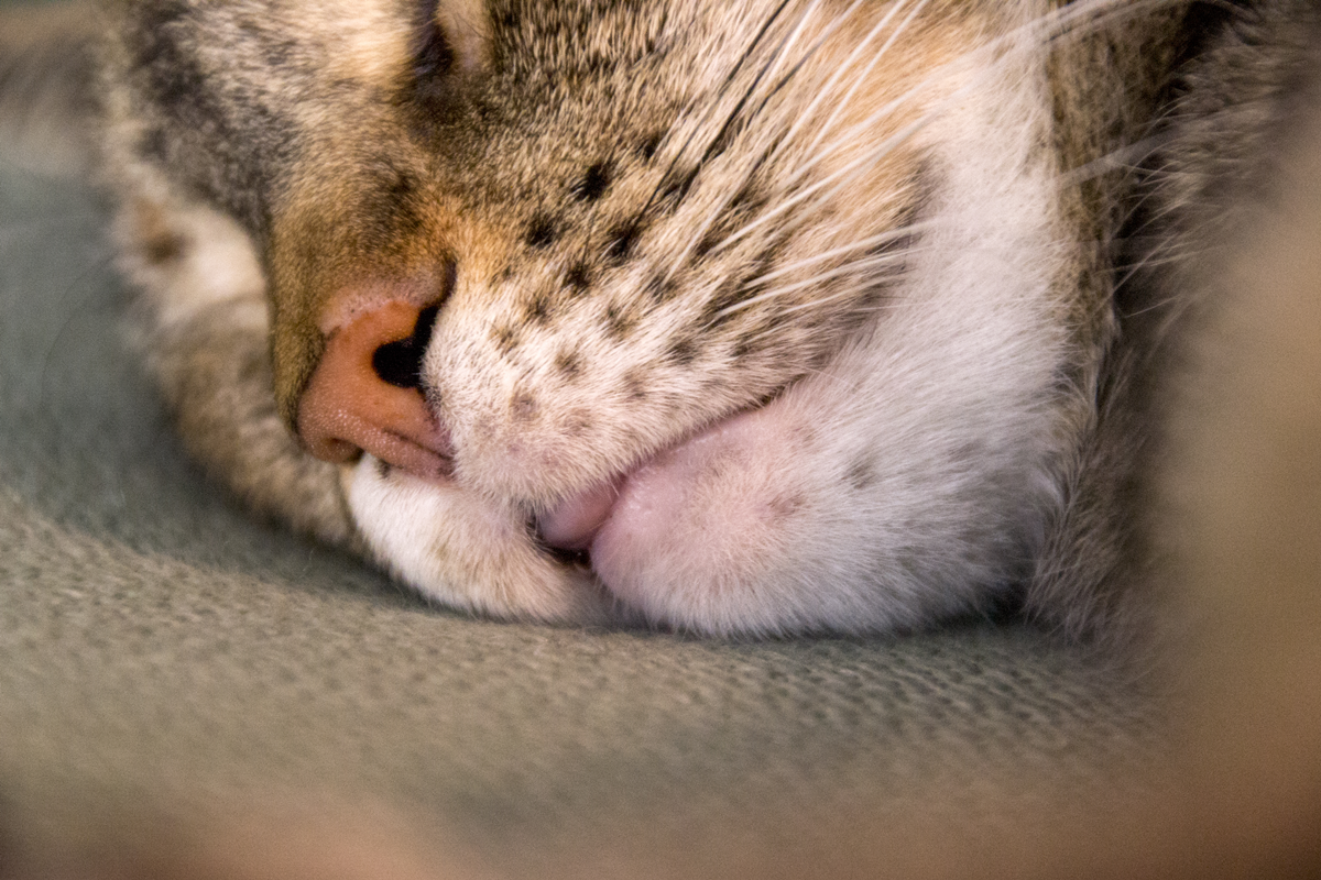 herm-a-lerm:  Bleeep~ 