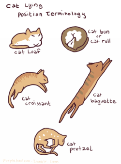 let-itbebabygirl:  purplekecleon:  the Very Important guide on recognizing cat positions  I wanna roll into cat bun position and not leave that position ever. Or in he cat pretzel position to sleep in at least. 