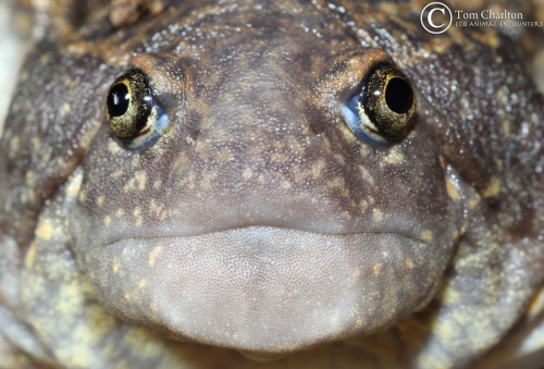 v-pet: toadschooled: Here we see a very nice blunt-headed burrowing frog [Glyphoglossus molossus] ph