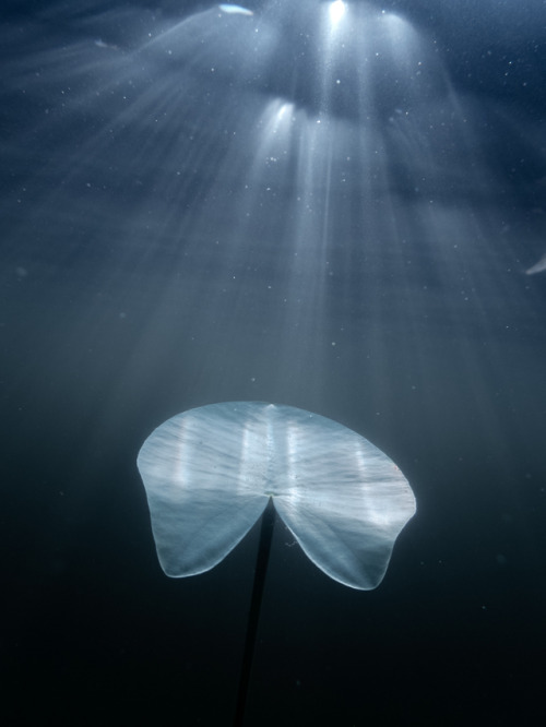 Underwater freshwater photography from Finland. Shot in several lakes around northern Finland. 2018-