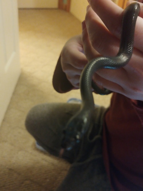 Both my parents got to hold their snakes today! Viper was a blast, and Keeva was her gentle little s