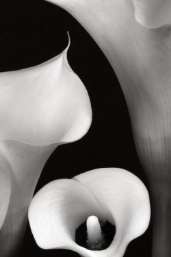 retalhos-e-rabiscos:  three calla-lily by Floriandra 