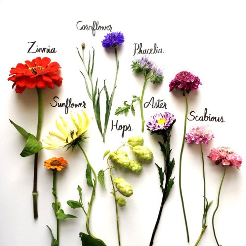 thequeensenglish - Cottage Garden Flowers, by Emma...