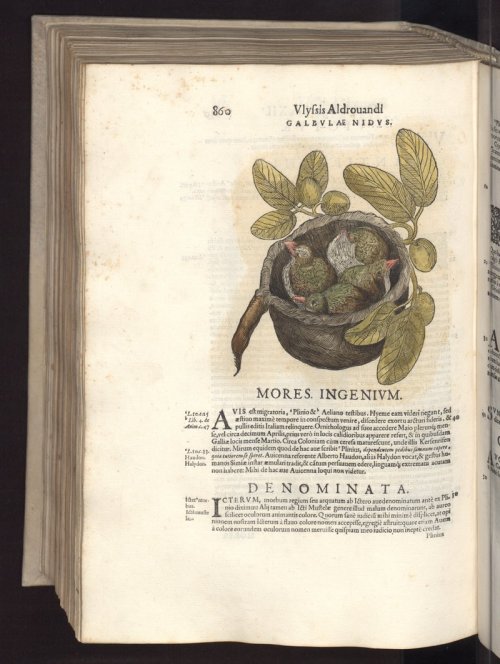 Nested jacamars from Ulisse Aldrovandi’s Ornithologiae libri XII (Bologna 1599).Source: U
