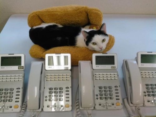 catsbeaversandducks:Business Cats Hard At WorkA Japanese company in Tokyo hopes to help their employ