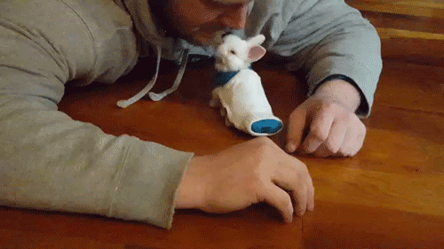sizvideos:Disabled bunny with wheelchair legs - Full video