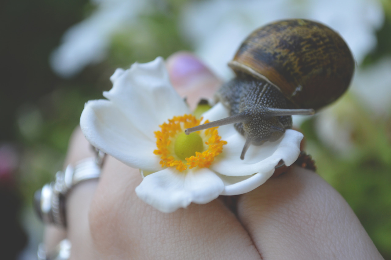 megarah-moon: A very pretty friend  🐌     ♡ Prints and more at my Society6  ♡