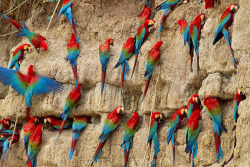 sixpenceee:  sixpenceee:  Red-and-green macaws of the Amazon jungle obtain essential minerals by eating dried clay.  Don’t say it.  crave that mineral