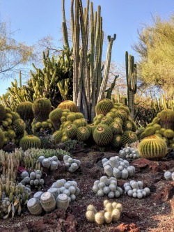 cactguy:  Huntington Gardens / when your