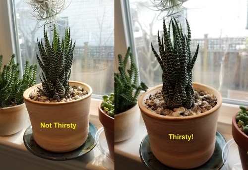 succygirl: My Haworthiopsis attenuata when it is thirsty vs. when it’s plump and freshly water
