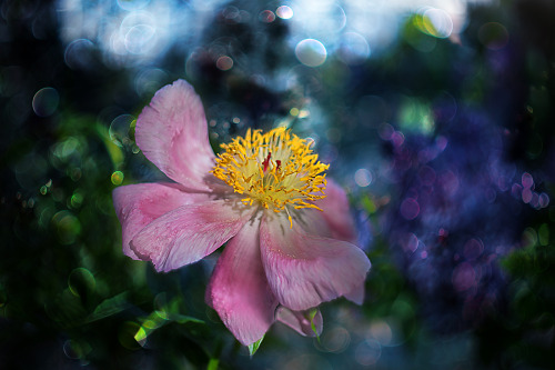 florealegiardini: Paeonia ~ GaL-Lina