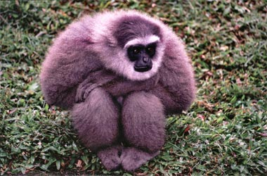 iguanamouth:  powerfrog:  powerfrog: gibbons are so…supremely pleasant creatures