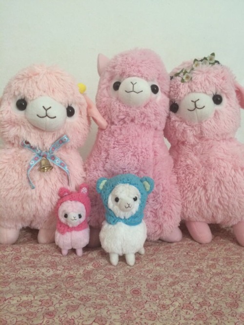 Alpacasso Sale!!!! So I was just offered a job across country and I will be moving in a few months. 