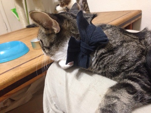 arolenotrelluf:My amazing roommate stellaxtine made our cats some amazing hoodies. I can’t bel