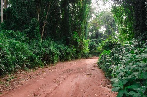 vibingwithv:  Entebbe Botanical Gardens in Uganda