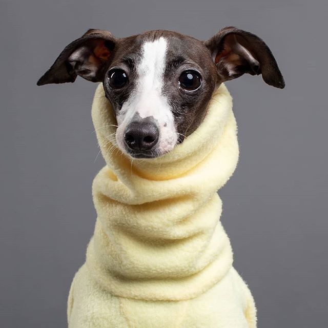 dog in a yellow turtleneck