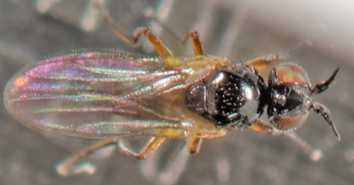 monochaetoscinella nigricornis (chloropidae, frit fly or grass fly)