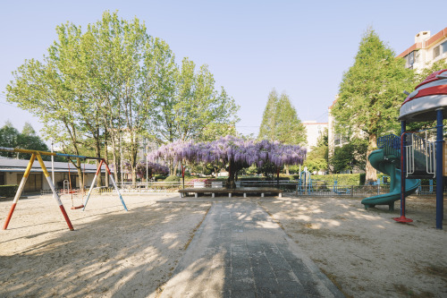 2022-04-17Wisteria FlowerCanon EOS R3 + RF15-35mm f2.8L ISInstagram  |  hwantastic79vivid