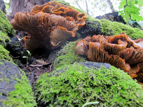 libutron:Unidentified but incredible fungus.