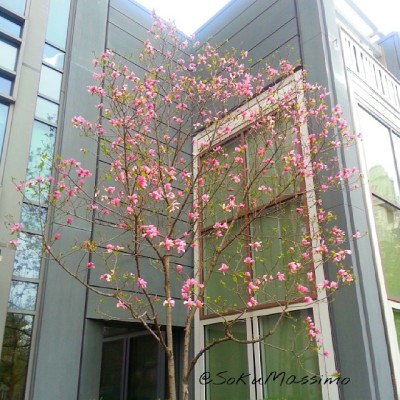 #NatureInTheCity #Flowers #Bloom #spring #Philly #Philadelphia #pink #architecture #tree #InBloom #nature #TheCity #UrbanJungle