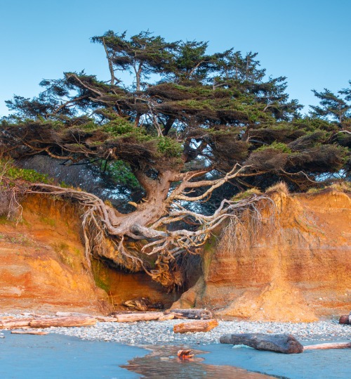 The holidays can be hectic and stressful. Remember to channel your inner Olympic National Park tree 