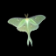 actias-r