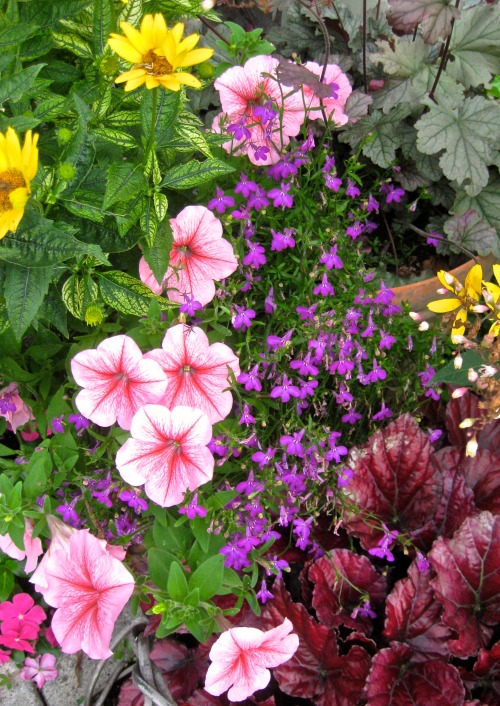 Lobelia season in the garden: Lobelia cardinalis, Lobelia syphilitica, 3 varieties of Lobelia erinus