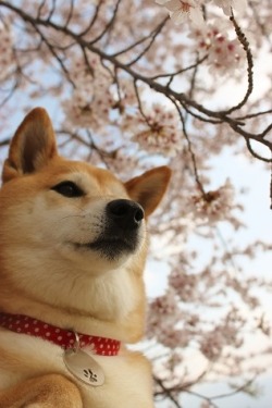 dailyshibedoge:  Such pose, very pensive