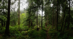 lobo-de-luna: springtime in Western Washington